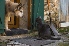 Perro y gato se miran en la puerta de casa